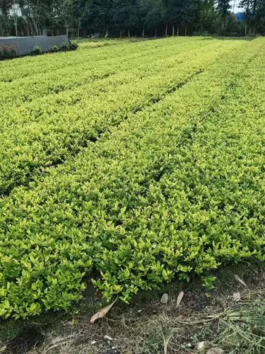 米乐官网：HKU香港大学园林建筑面试如何脱颖而出？看这里！