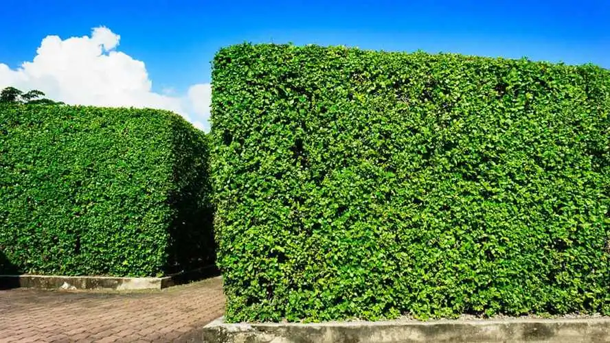 成都华润昆仑御实地探房-华润昆仑御质量、绿化、物业服务如何？