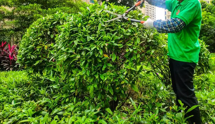 米乐：园林绿化与生态补偿：恢复与保护植物及动物物种。